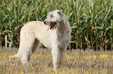 IRISH WOLFHOUND 089